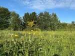 Images for St. Oswalds Road, York